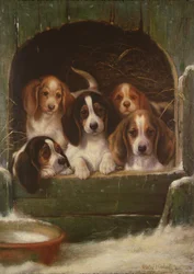 So gemütlich wie ein Käfer im Teppich